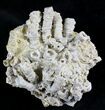 Jurassic Aged Fossil Coral Colony - Germany #24761-2